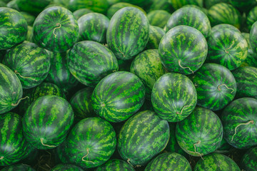 summer fruit. green watermelon