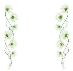 daisies summer flower isolated on white background.