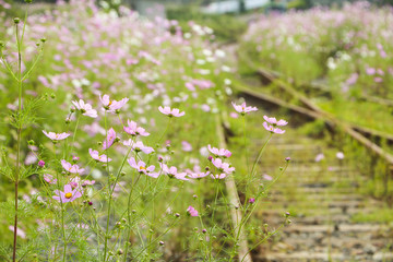 Beautiful colored cosmos © DAWOOL