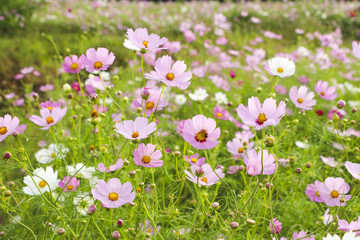 Fototapeta premium Beautiful cosmos