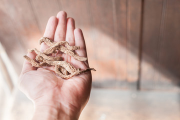 dried herbal Ginseng, Angelica sinensis Diels. or Livisticum officnale Koch.