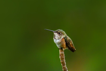 Rufous Hummingbird perched on magnolia twig close up against a green background