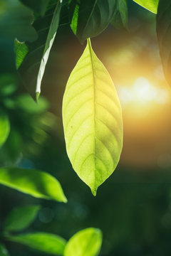photosynthesis of chlorophyll in green leaf