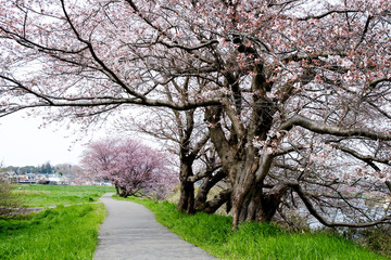 Obraz premium 満開の桜