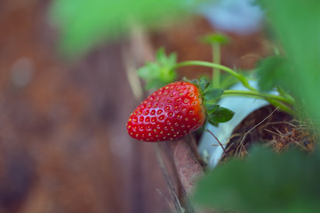 strawberry plant, red fruit in the agriculture farm