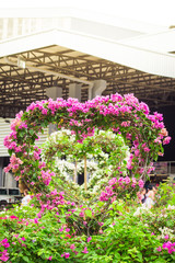 Bougainvillea tree during Valentine's day