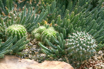 Desert  plants / Plants that grow in arid conditions