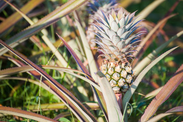 Obraz premium fresh pineapple growing up in garden