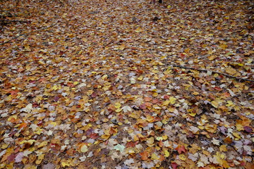 Fallen Leaves