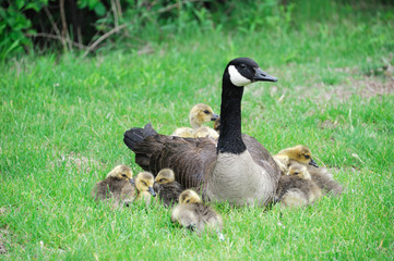 Canada goose mother and young goslings on the green meadow - Powered by Adobe