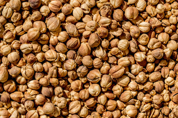 Siam Cardamom dried herb for food aroma and natural medicine.
