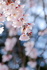 枝垂桜