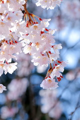 枝垂桜