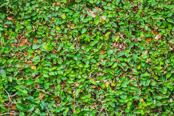 Green Coat button plant cover over wall