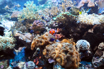 Naklejka na ściany i meble colorful coral reef underwater and fish