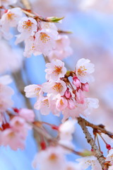 枝垂桜
