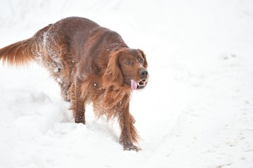 Dog breed Irish Red setter