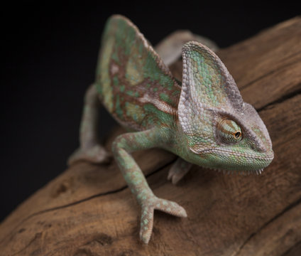 Green chameleon on the root, lizard, black background