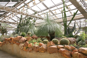 Desert  plants / Plants that grow in arid conditions