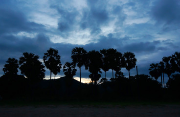 Silhouette sunset with sugar palm tree in Thailand