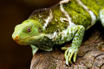Fijian crested iguana (Brachylophus vitiensis) on Viti Levu Isla