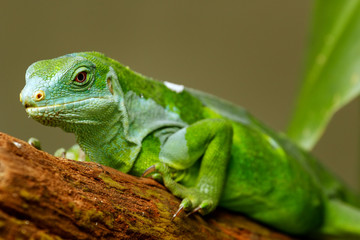 Male Fiji banded iguana (Brachylophus fasciatus) on Viti Levu Is