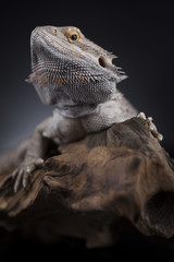 Pet, lizard Bearded Dragon on black background