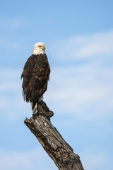 Bald Eagle proudly perched upon a post above a marshland in the central plains