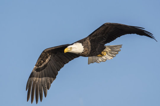 Bald Eagle soaring high above the river valley