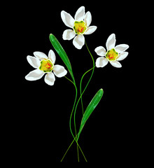 Obraz premium spring flowers snowdrops isolated on black background.