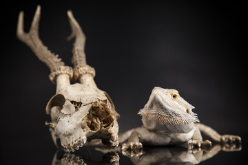 Antlers, Dragon lizard  on black mirror background