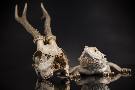 Skull, Lizard, Agama, Antlers, dragon and skull