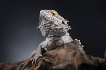 Agama bearded, pet on black background, reptile