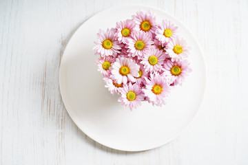 pink chrysanthemum flowers