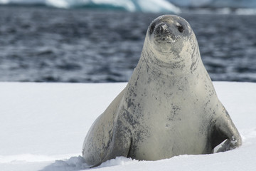 Naklejka premium Crabeater seals on the ice.