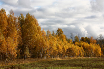 Deciduous wood in the autumn./Behind a field autumn deciduous wood is visible. Wood is well shined by the sun. On the sky heavy dark clouds float.