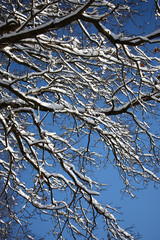 Oak branches under snow./Oak branches are covered by a thick snow layer and accurately traced against the pure blue sky.