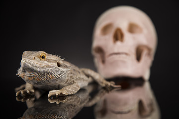 Human skull,Agama bearded, lizard background