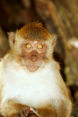 Crab-eating macaque sitting at the beach on Phi Phi Don Island,