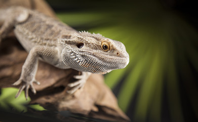 Lizard root, Bearded Dragon on green background