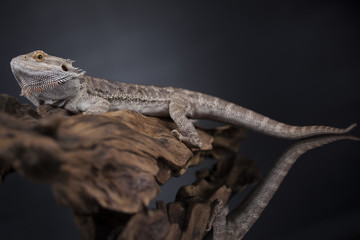 Agama bearded, pet on black background, reptile