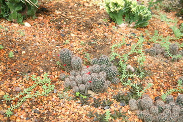 Desert  plants / Plants that grow in arid conditions