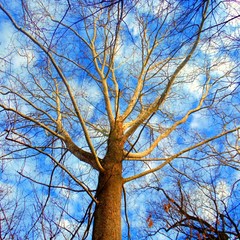 blue sky tree