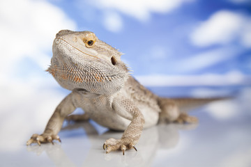 Sky background, Pet, lizard Bearded Dragon
