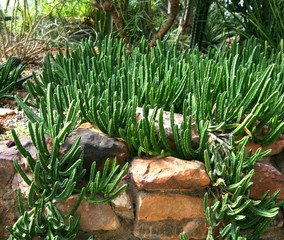 Desert  plants / Plants that grow in arid conditions