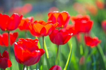 Obraz premium Red tulips on flowerbed
