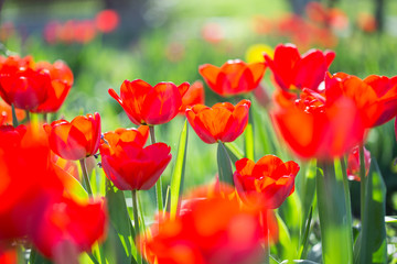 Fototapeta premium Red tulips on flowerbed