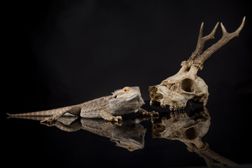 Lizard, Agama, Antlers, dragon and skull
