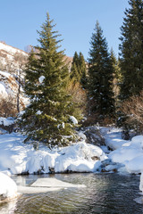 mountain stream in winter the trees