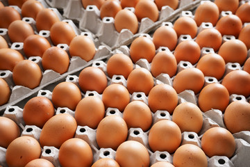 brown chicken eggs